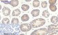 c-Src Polyclonal Antibody